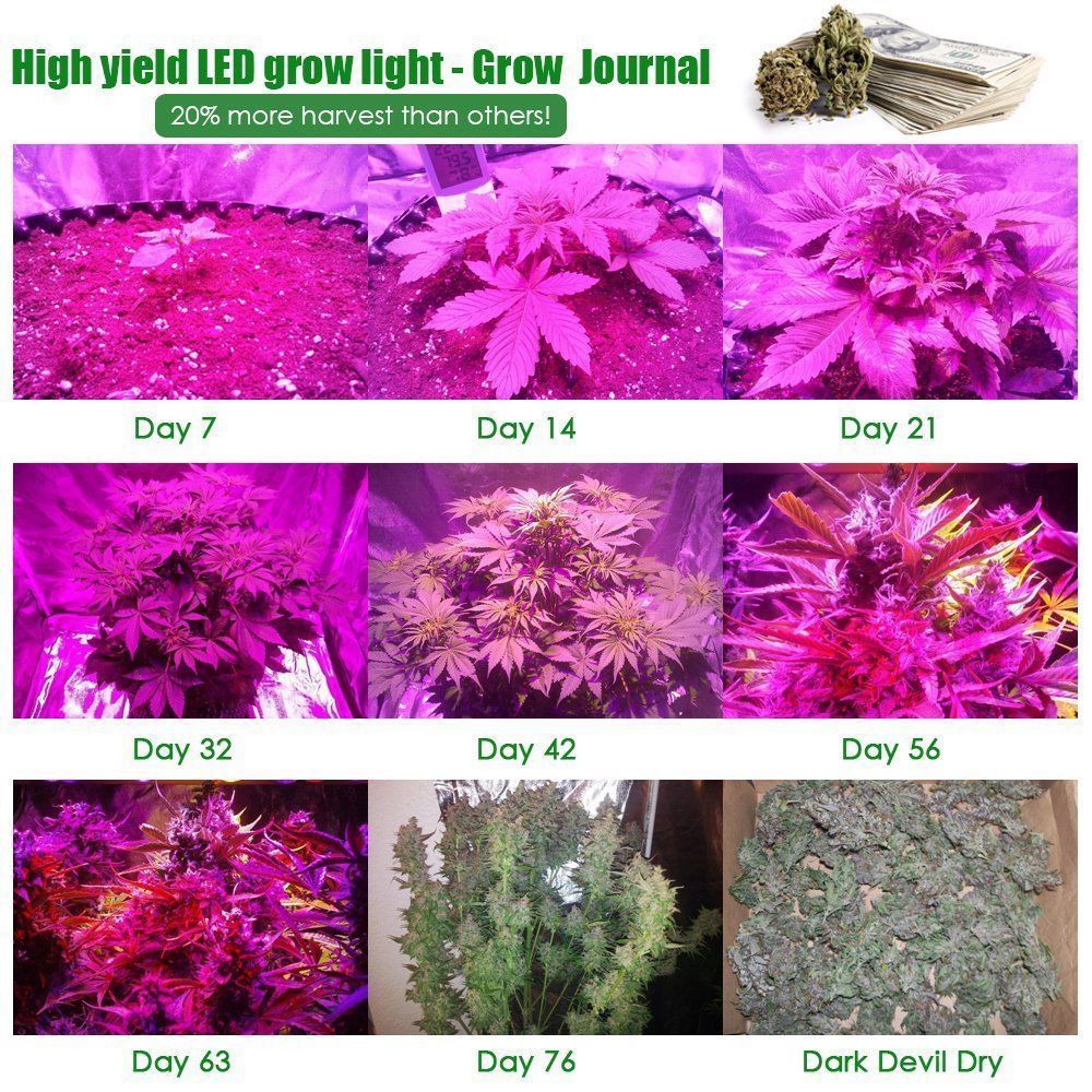 lights to grow weed plants indoors 1200w led grow light |indoor weed growing light |flower seedling lamp