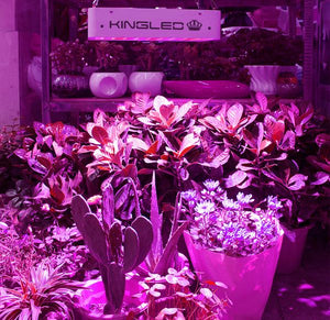1000w LED Grow Light Double Chips Full Spectrum with UV and IR for Greenhouse Indoor Plant Veg and Flower